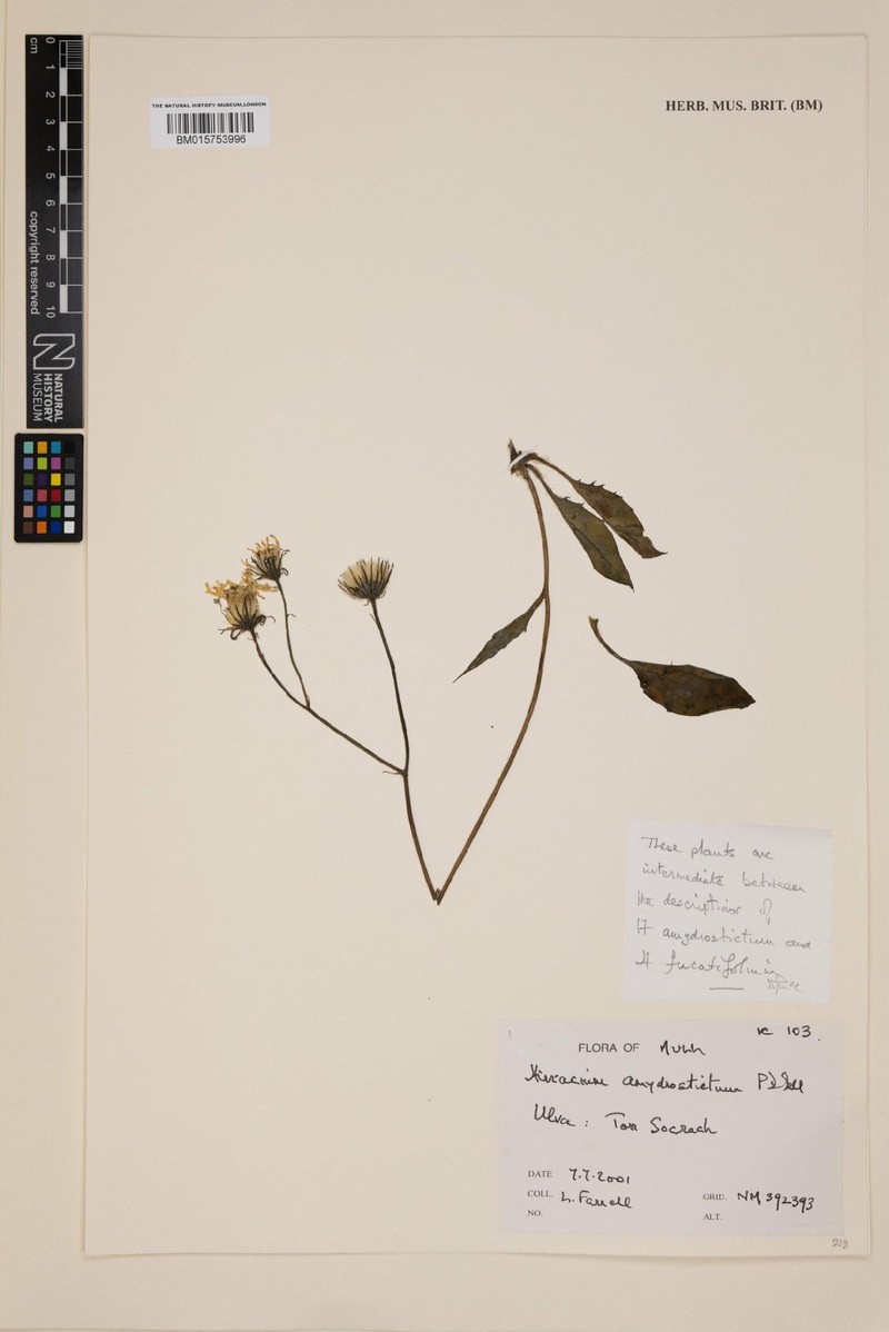 Hieracium amydrostictum photo 4