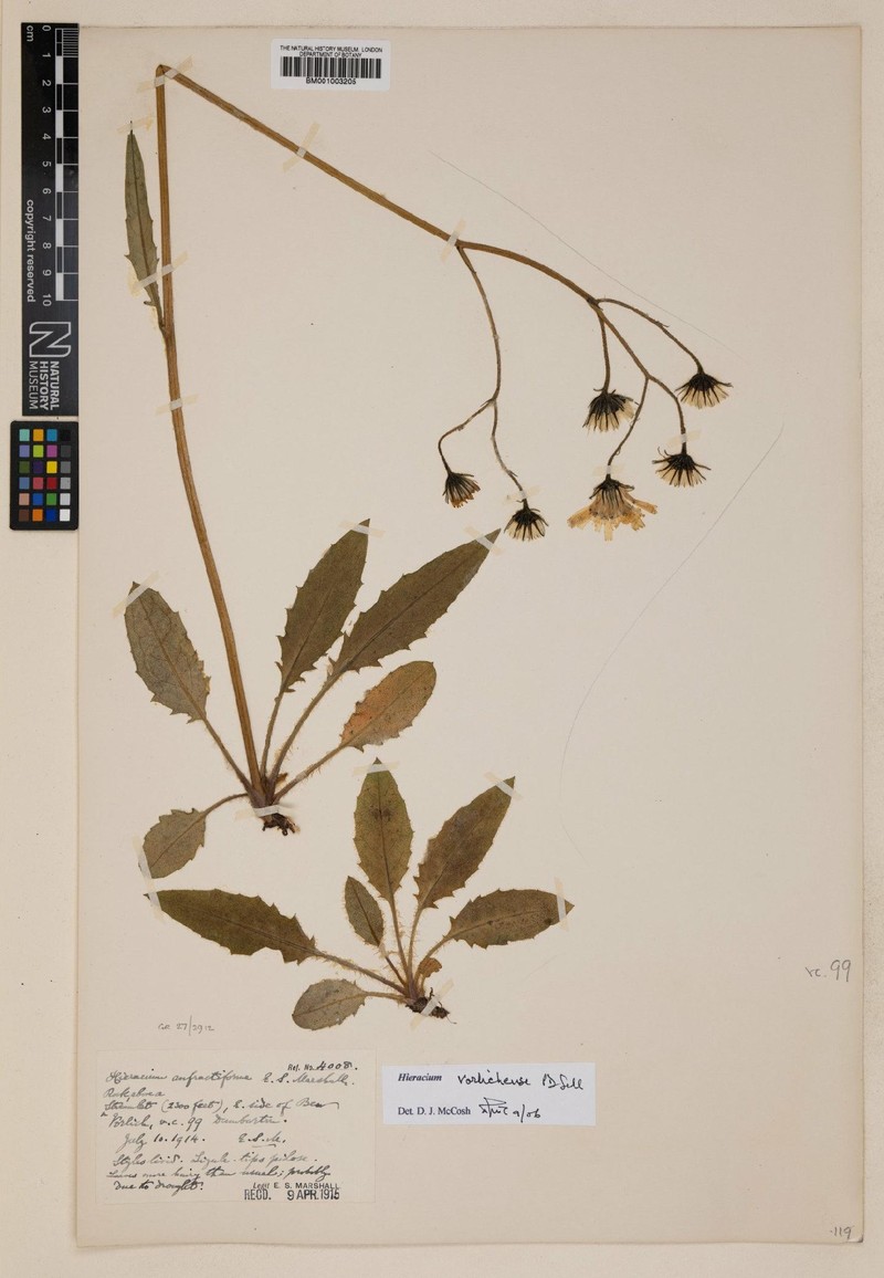 Hieracium anfractiforme