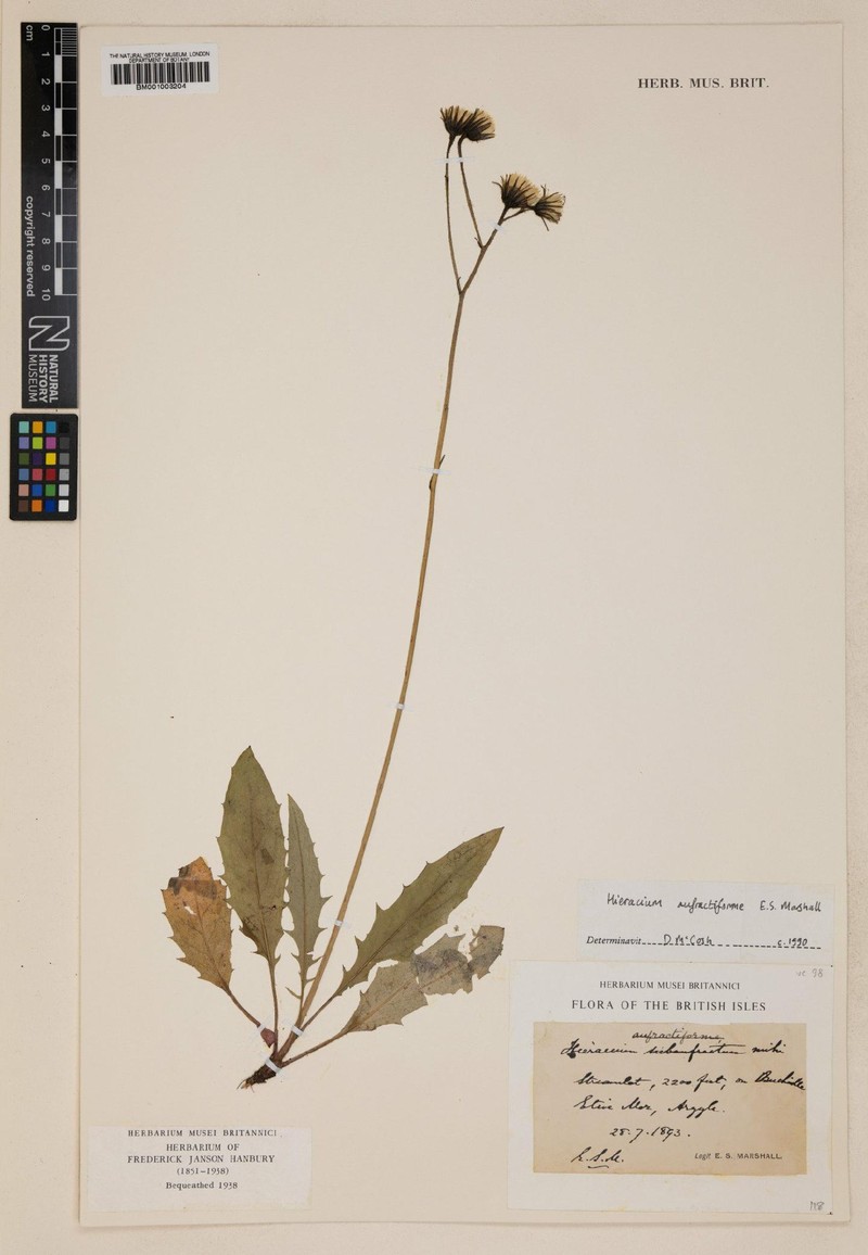 Hieracium anfractiforme photo 2