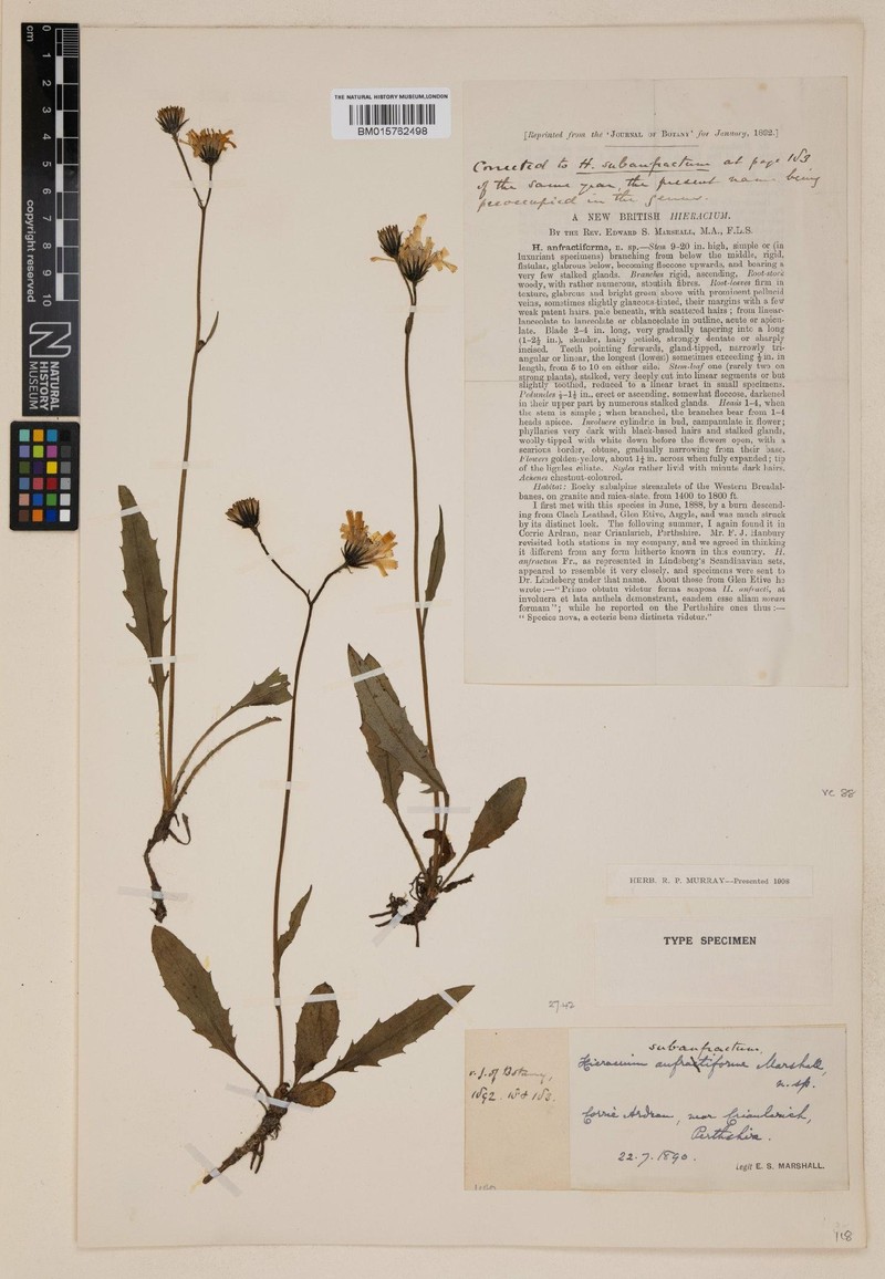 Hieracium anfractiforme photo 3