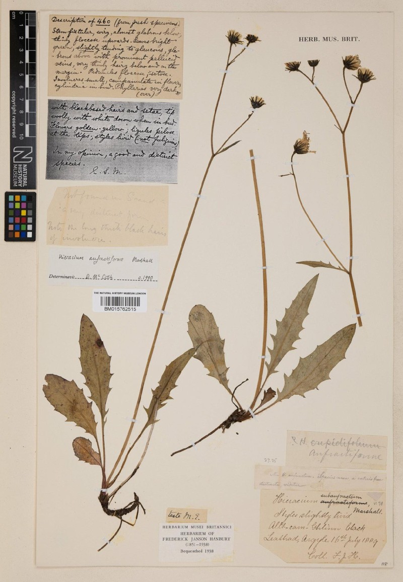 Hieracium anfractiforme photo 4