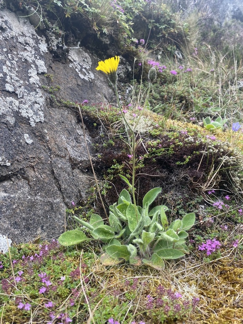 Hieracium anglicum