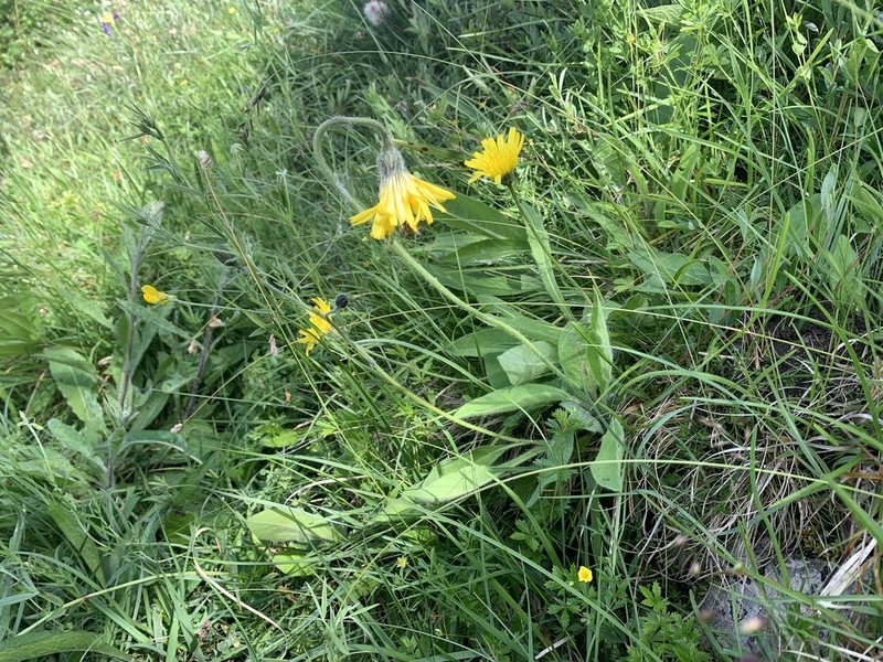 Hieracium anglicum photo 2