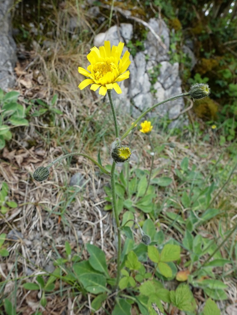 Hieracium anglicum photo 3