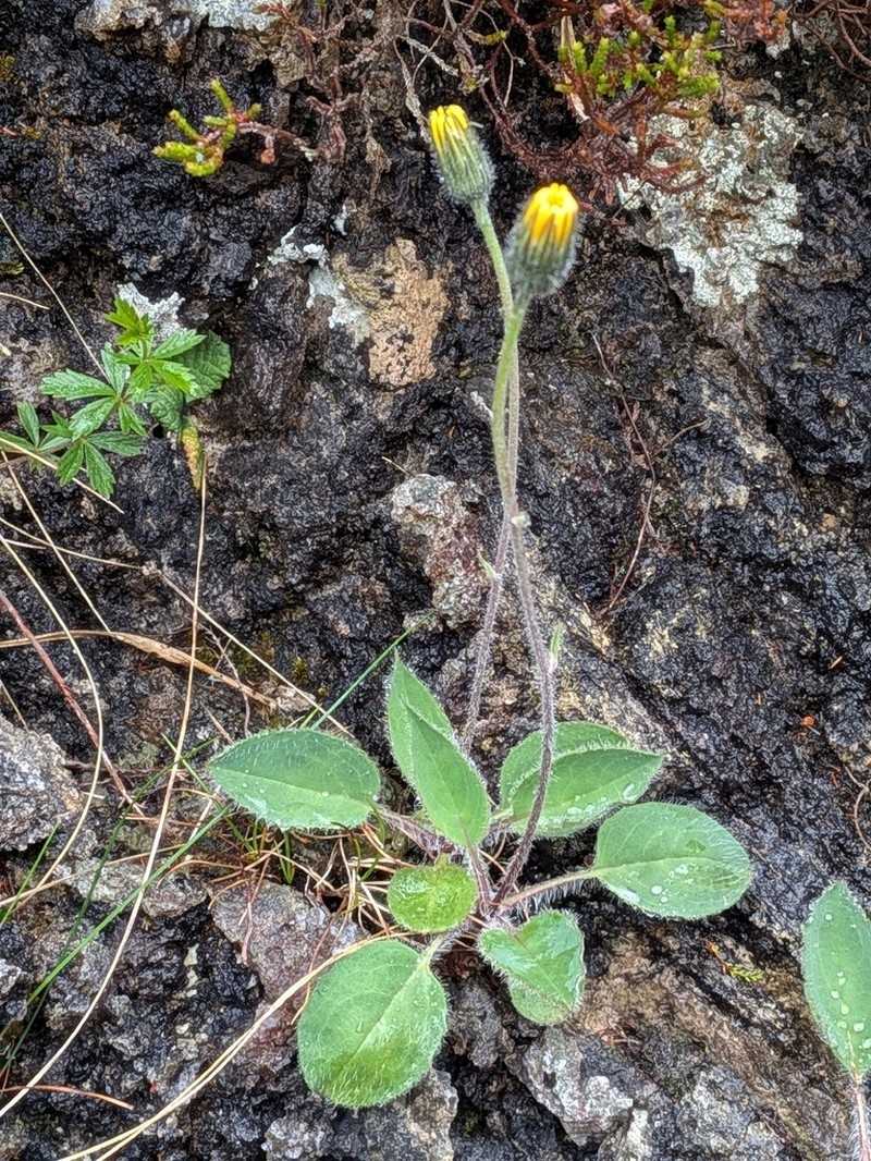 Hieracium anglicum photo 4