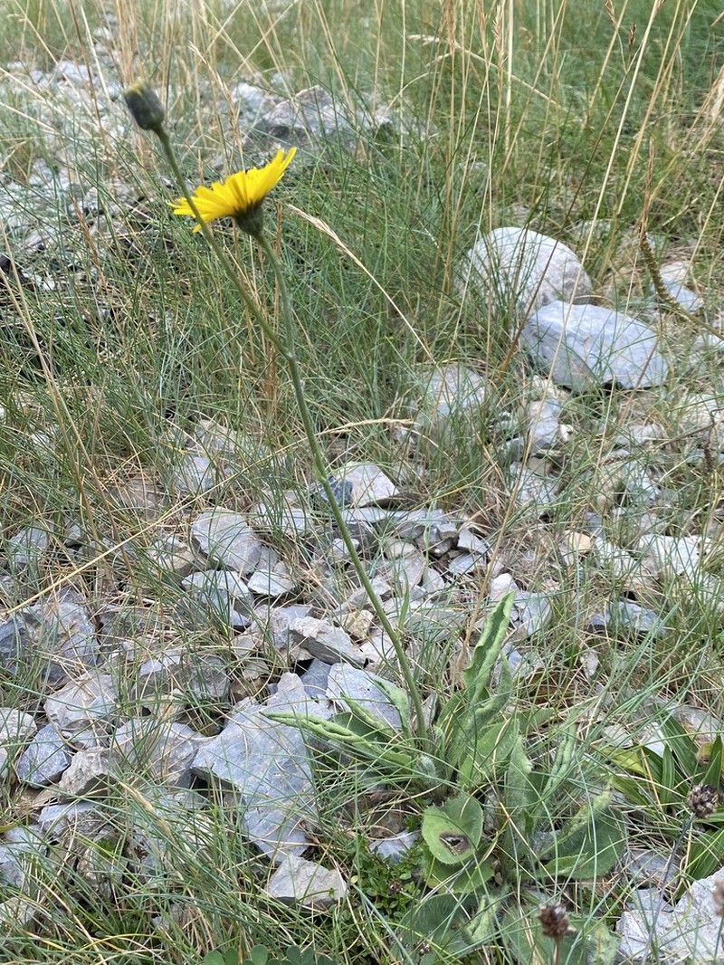 Hieracium anglicum photo 5