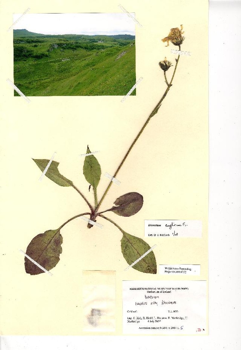 Hieracium anglicum photo 6
