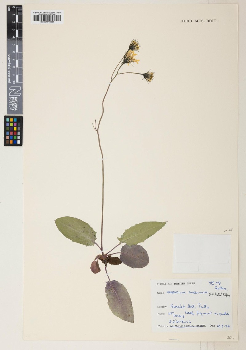 Hieracium anguinum