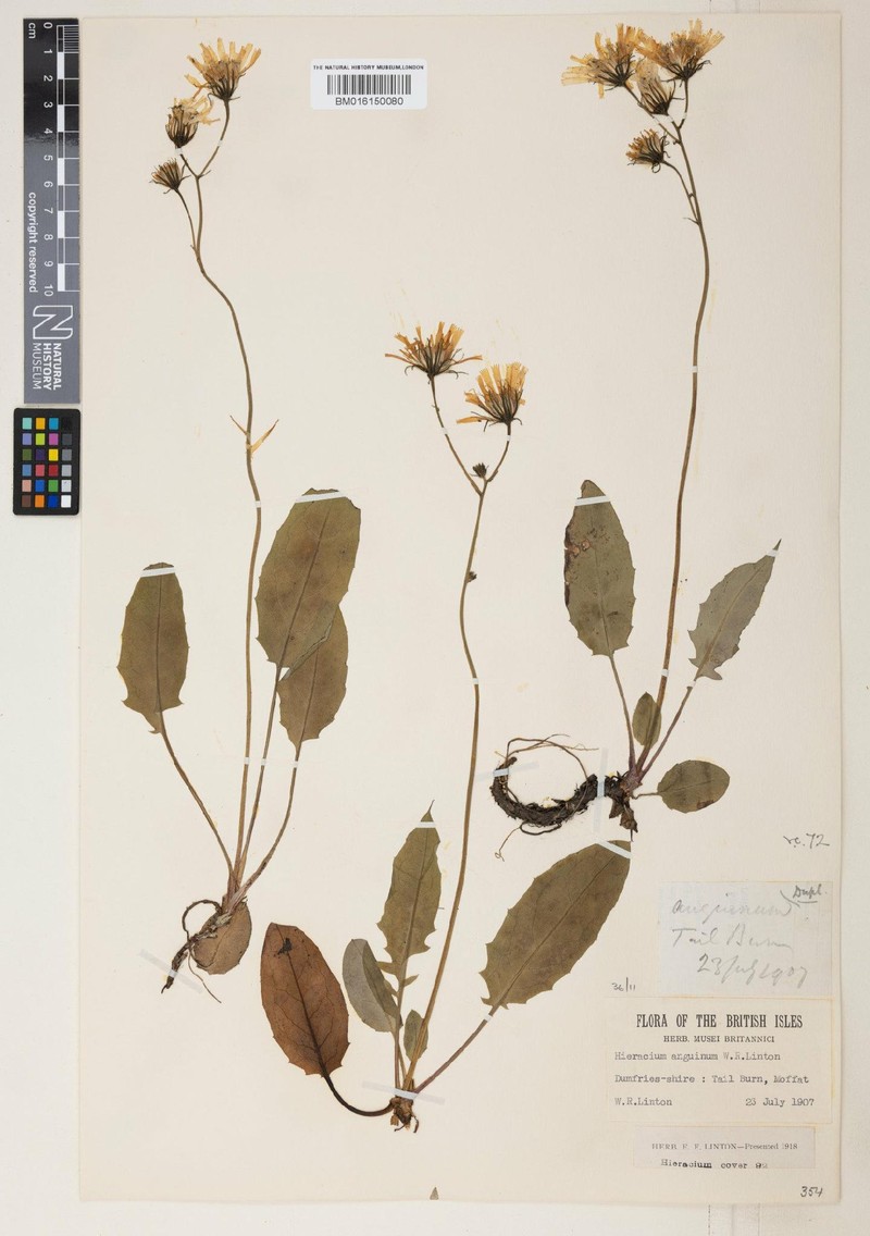Hieracium anguinum photo 2