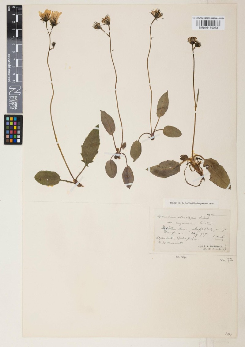 Hieracium anguinum photo 3