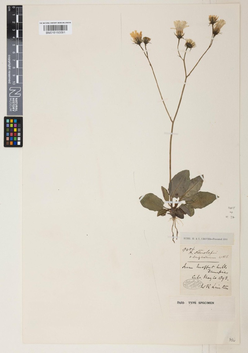 Hieracium anguinum photo 4