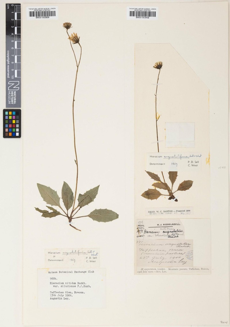 Hieracium angustatiforme