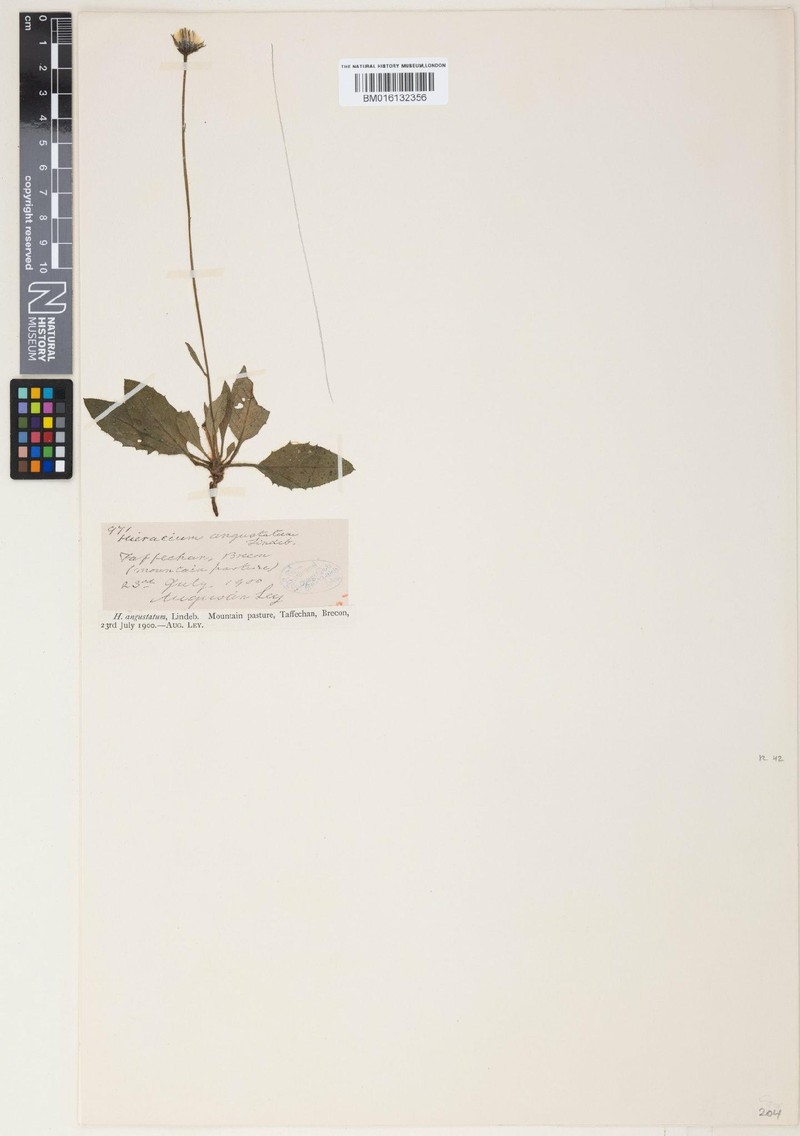 Hieracium angustatiforme photo 2