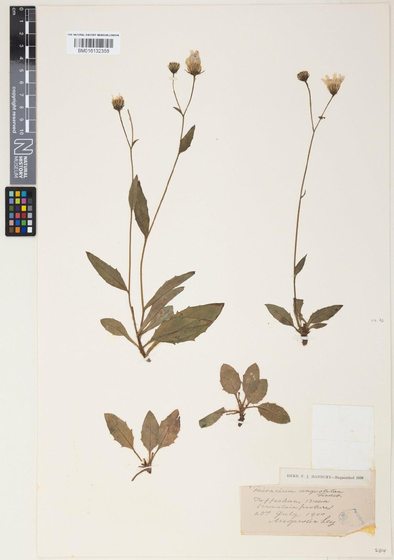 Hieracium angustatiforme photo 3
