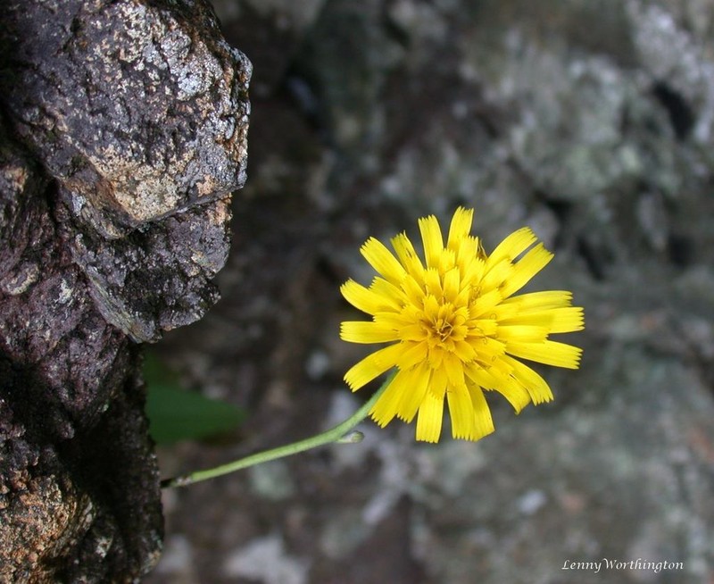 Hieracium angustatum photo 2