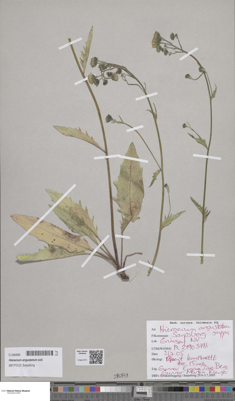 Hieracium angustatum photo 3