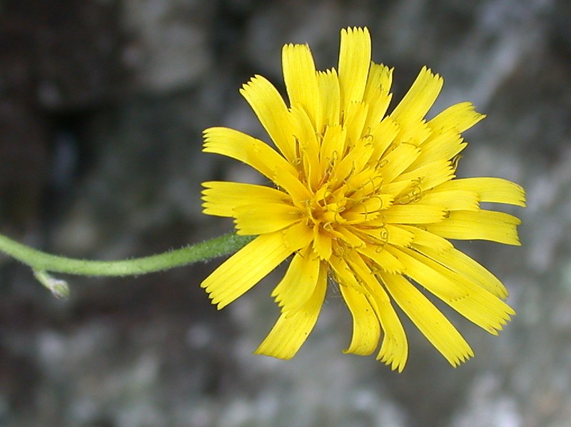 Hieracium angustatum