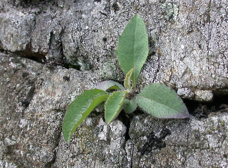 Hieracium angustatum photo 4