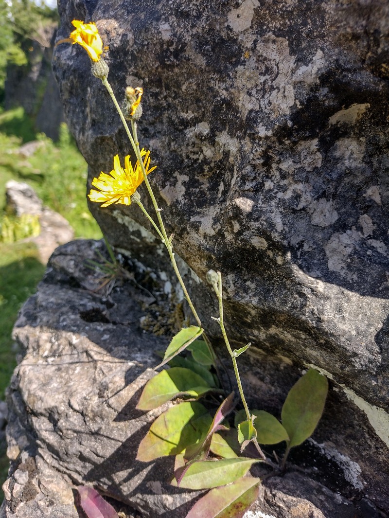 Hieracium angustisquamum