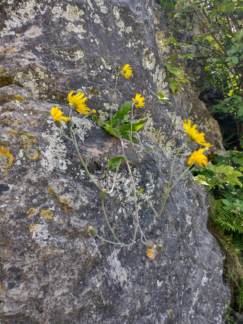 Hieracium angustisquamum photo 2