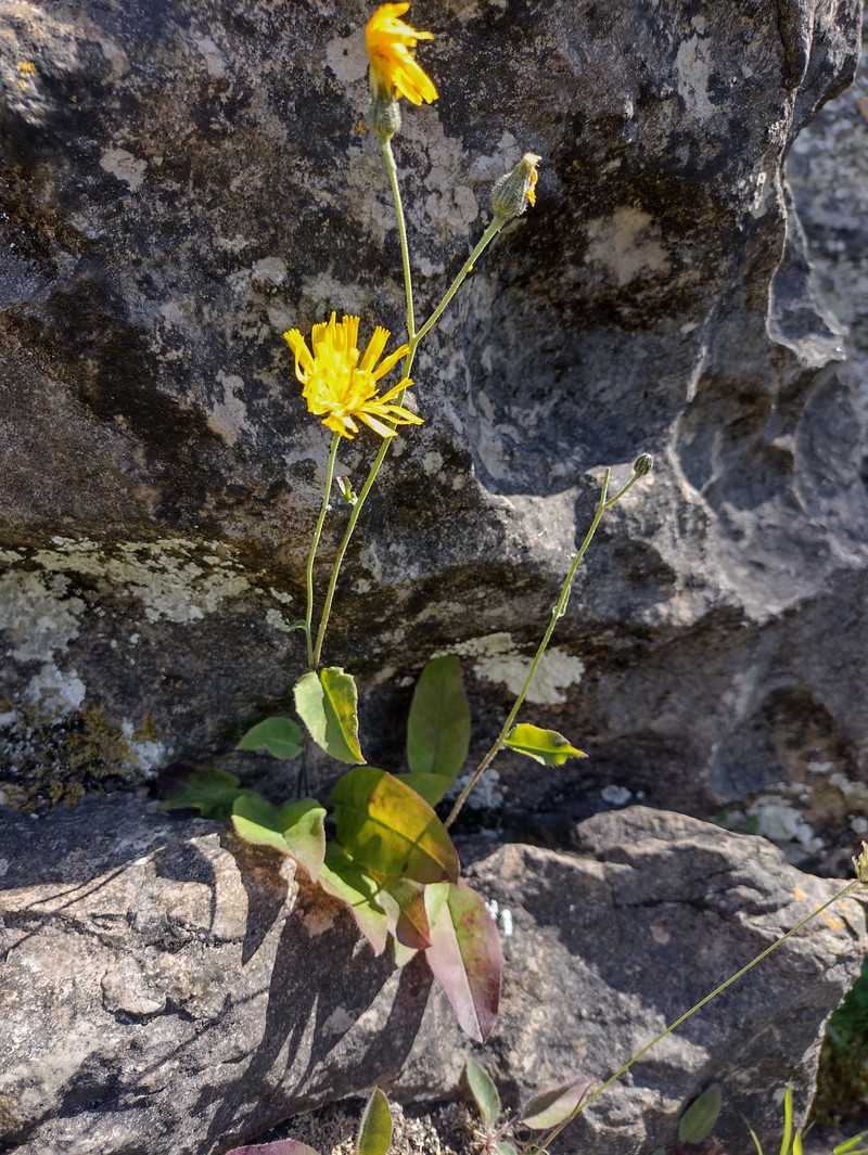 Hieracium angustisquamum photo 3