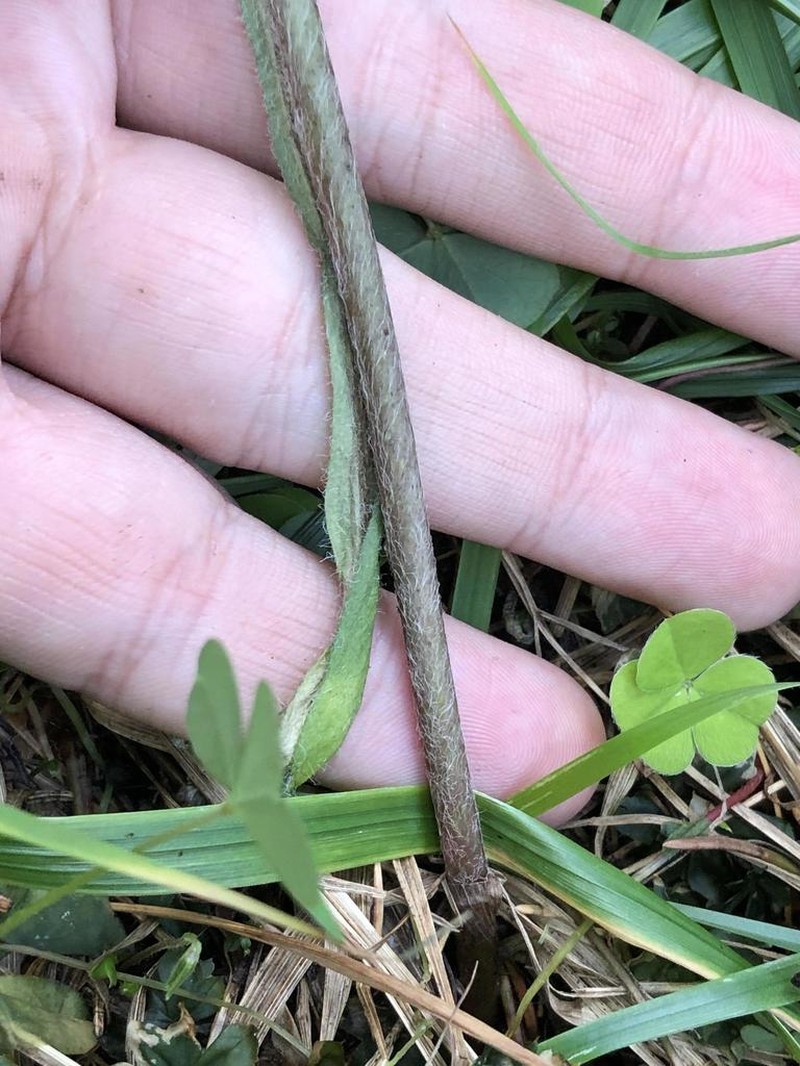 Hieracium angustum photo 2