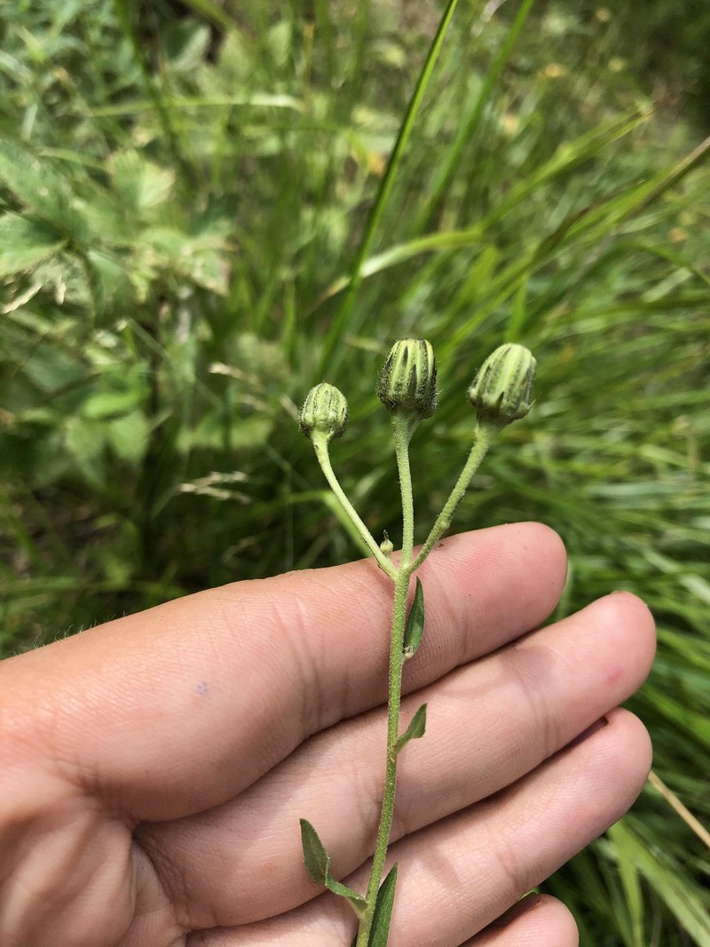 Hieracium angustum photo 5