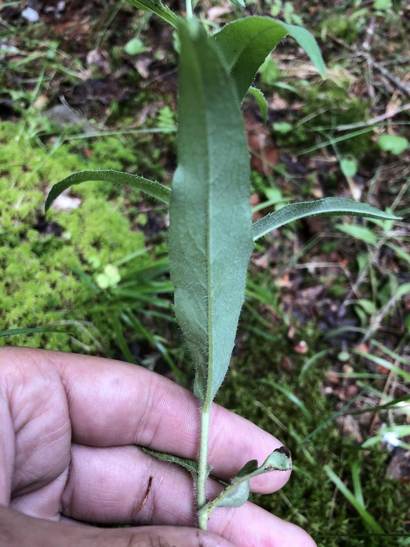 Hieracium angustum photo 6