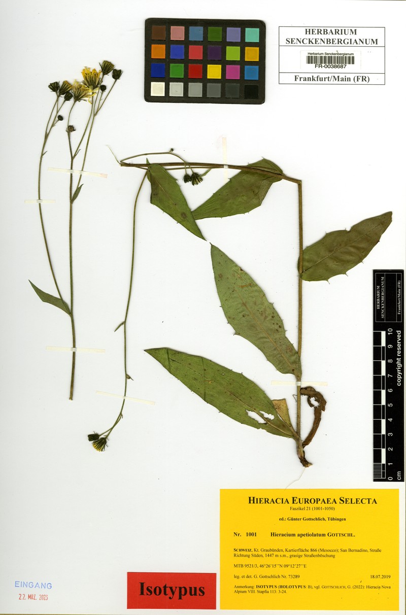 Hieracium apetiolatum