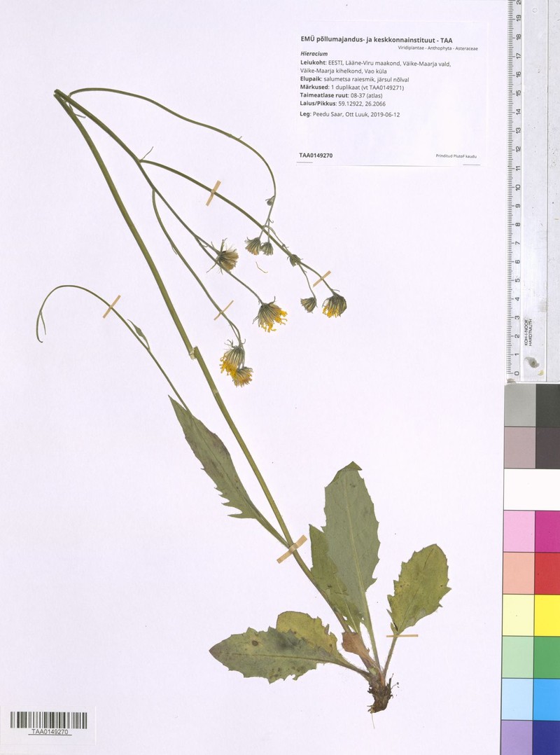 Hieracium aphanum