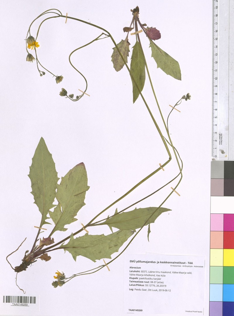 Hieracium aphanum photo 2