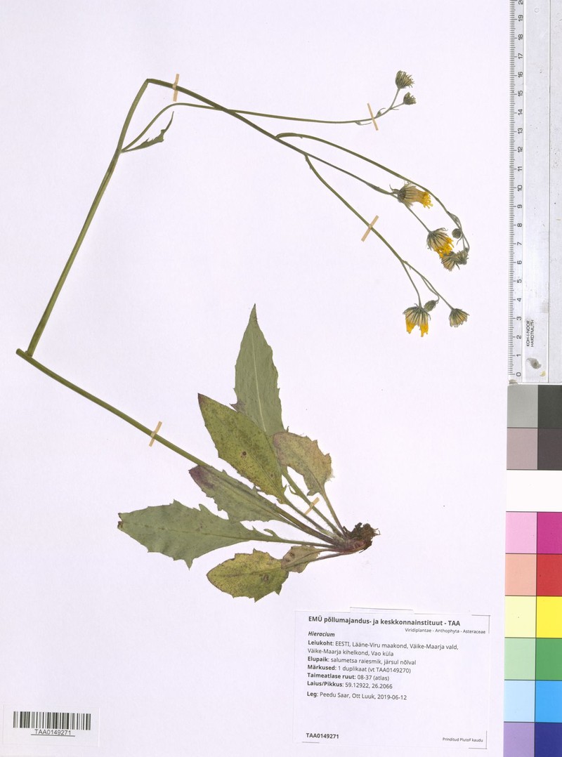 Hieracium aphanum photo 3