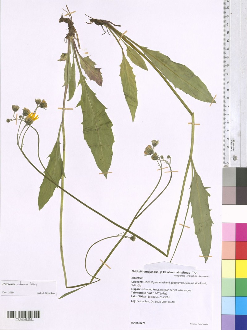 Hieracium aphanum photo 4