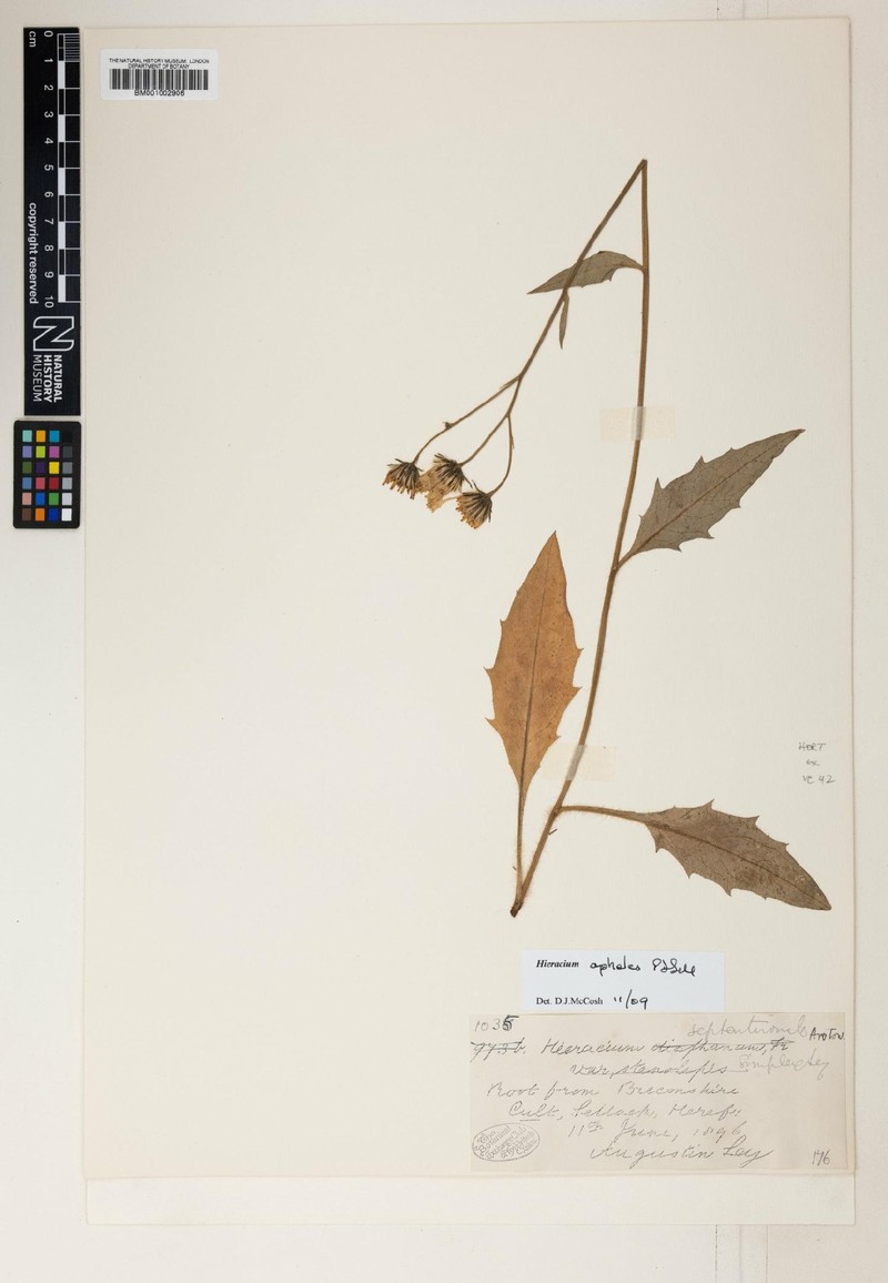 Hieracium apheles