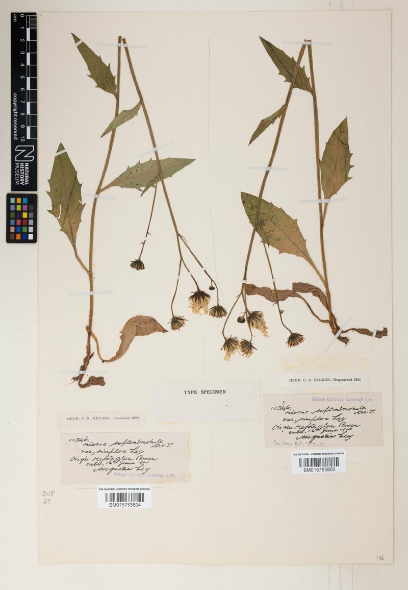 Hieracium apheles photo 2