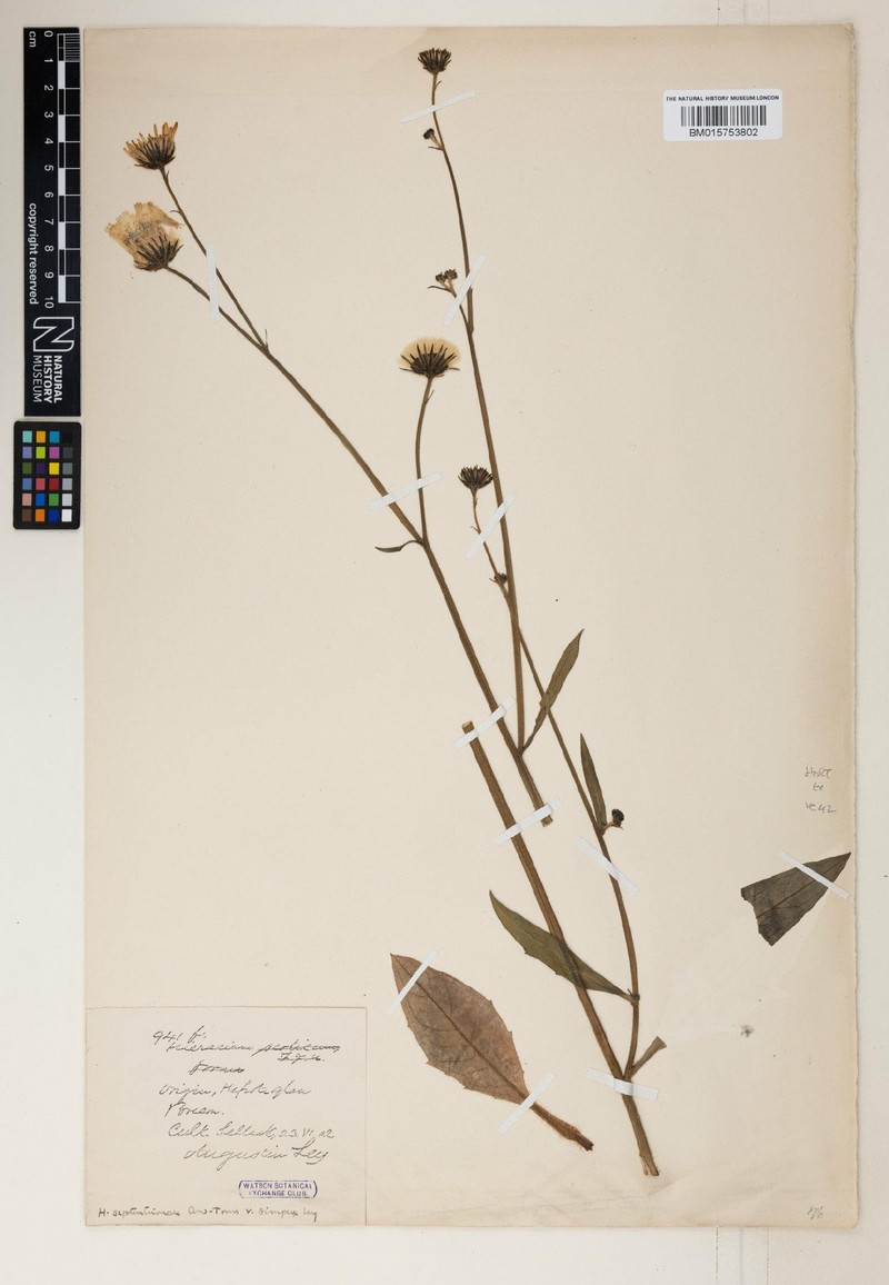 Hieracium apheles photo 3