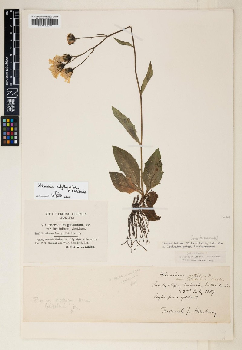Hieracium aphyllopodioides