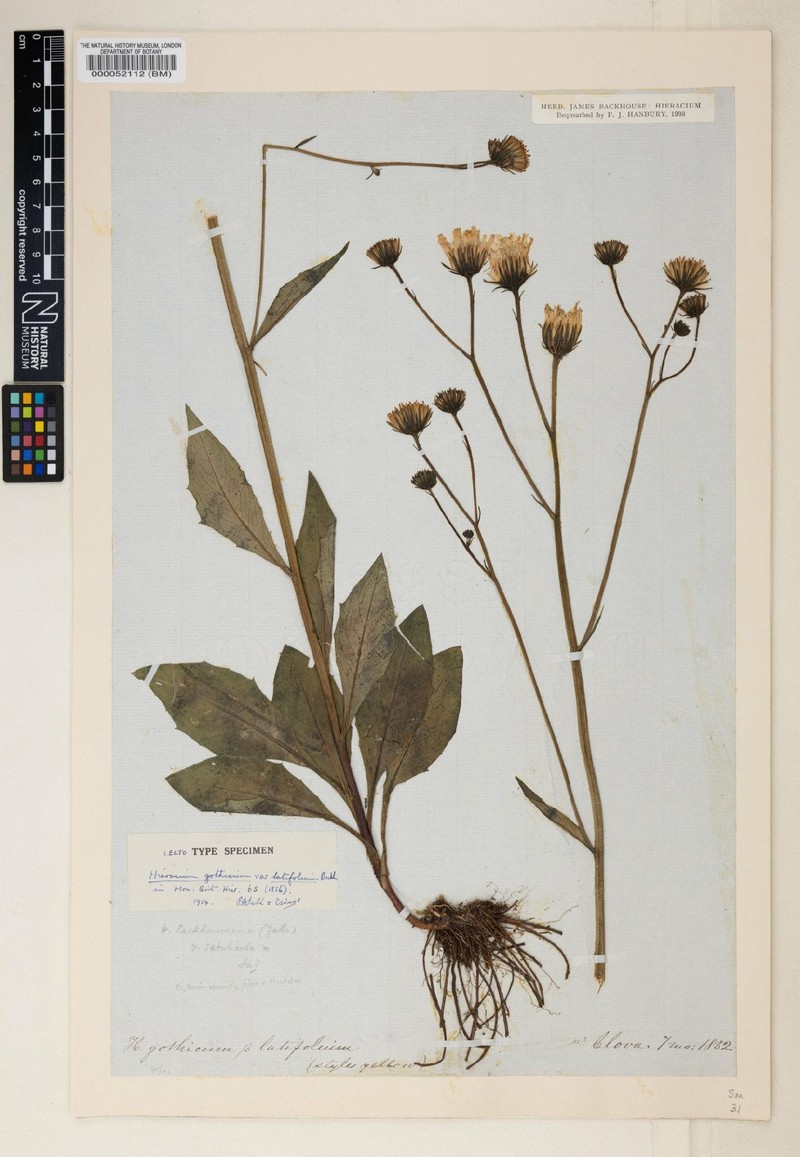 Hieracium aphyllopodioides photo 2