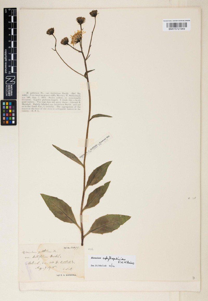 Hieracium aphyllopodioides photo 3