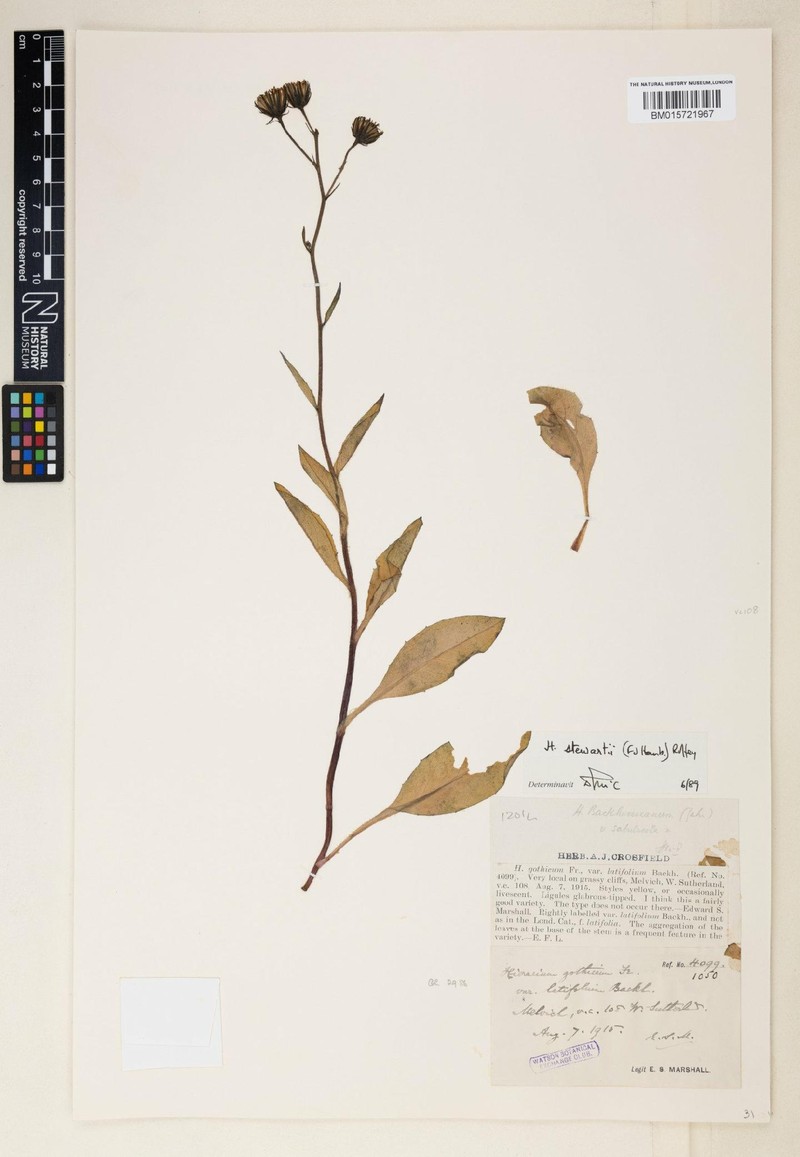 Hieracium aphyllopodioides photo 4
