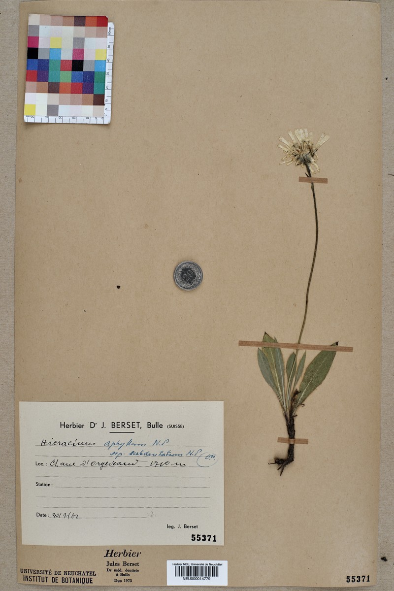 Hieracium aphyllum