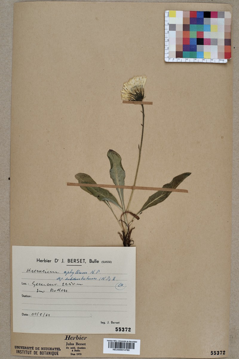 Hieracium aphyllum photo 2