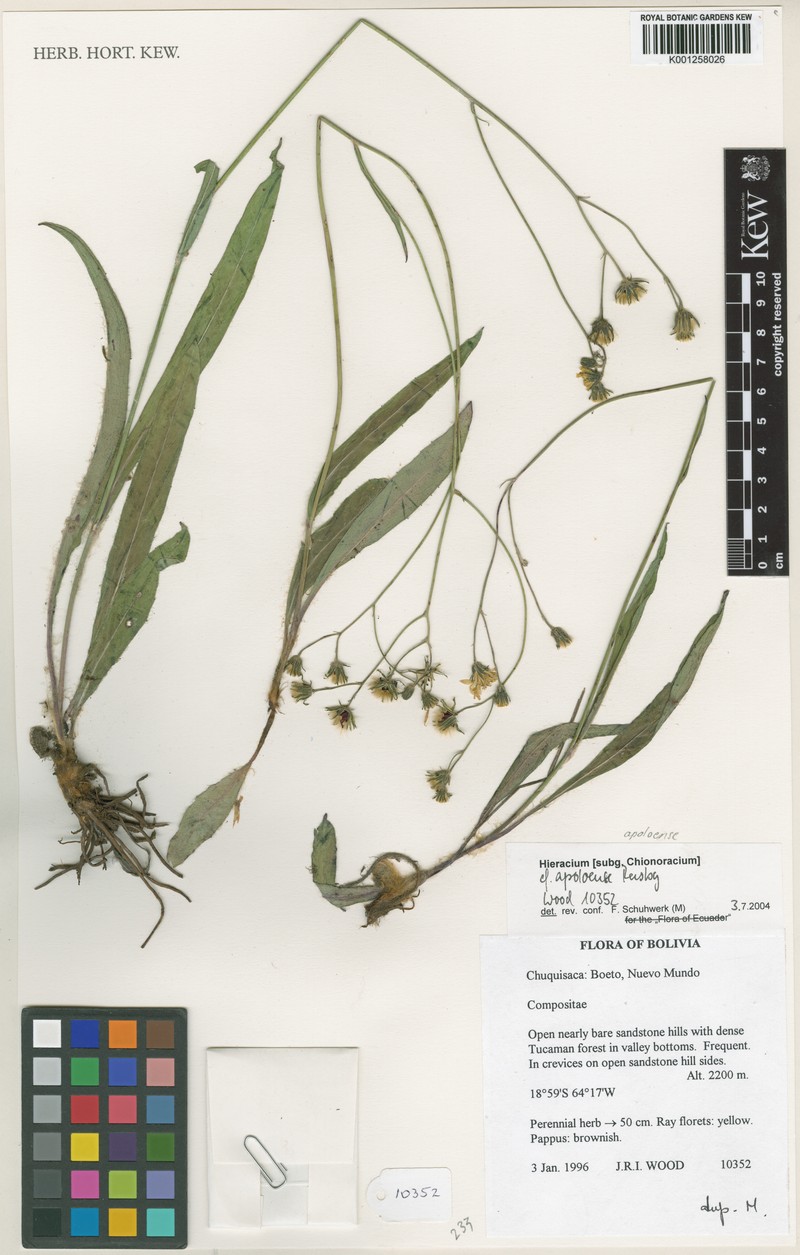 Hieracium apoloense