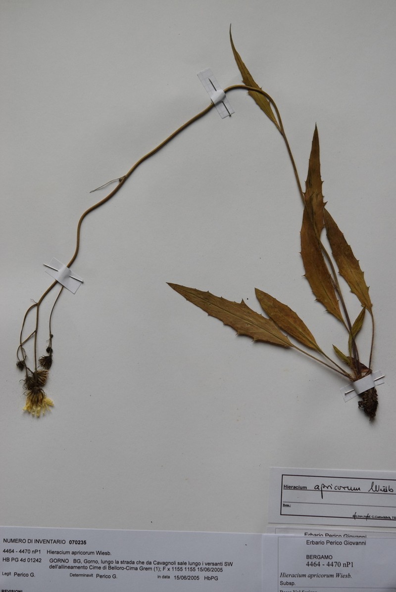 Hieracium apricorum