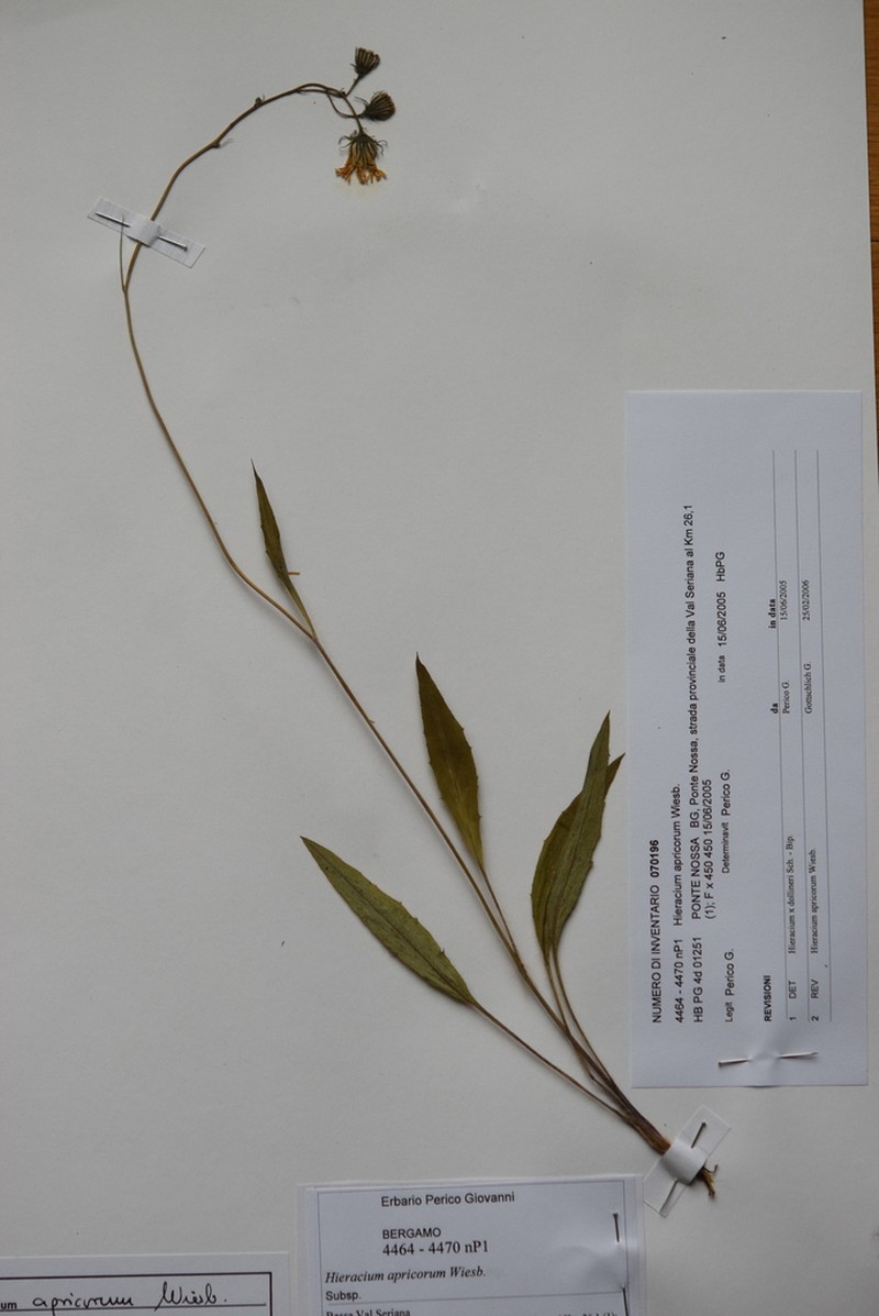 Hieracium apricorum photo 2