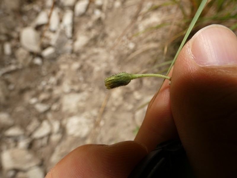 Hieracium apricorum photo 3