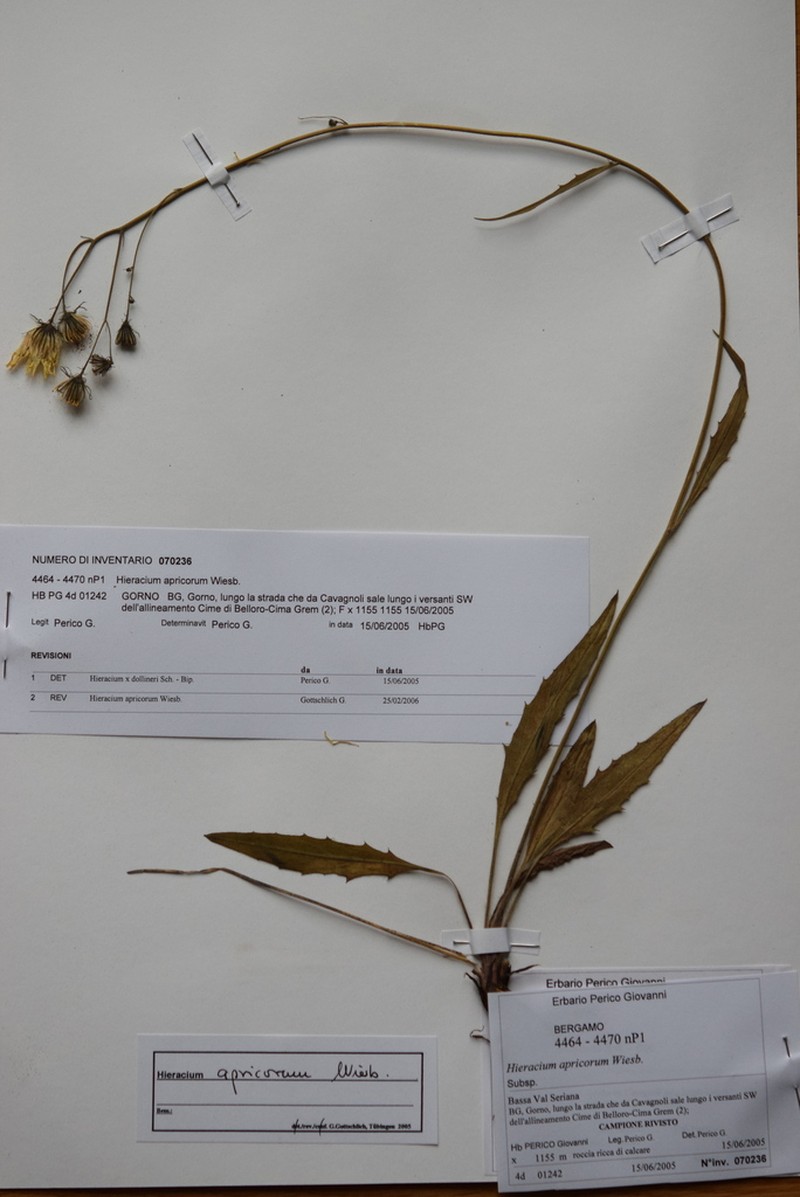 Hieracium apricorum photo 4