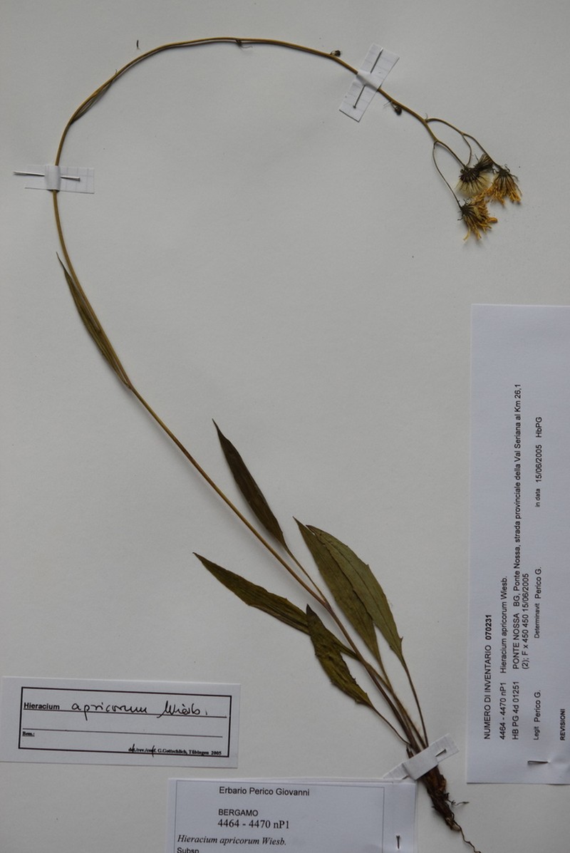 Hieracium apricorum photo 5