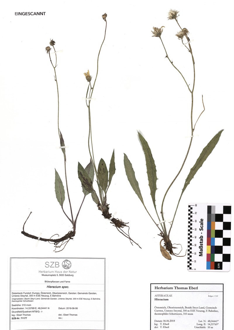 Hieracium apricorum photo 6