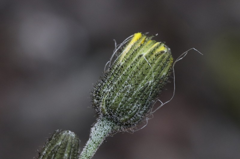 Hieracium aquiliforme